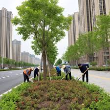 宝山绿化花卉苗木批发市场